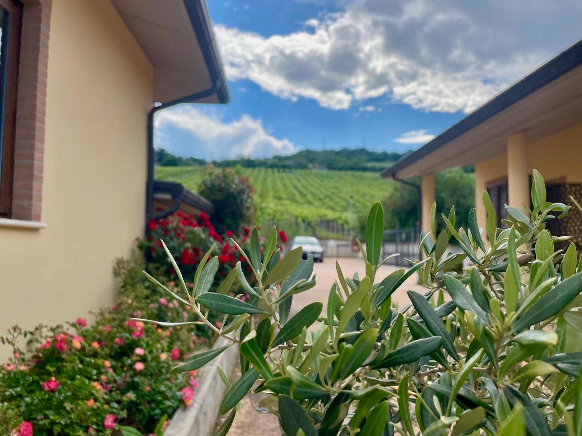 Vigneto - Italian Restaurant & B&B Villa Rosa Di Martinsicuro Екстер'єр фото